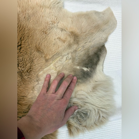 Genuine Kangaroo Animal Hide Rug - Picture 5 of 11